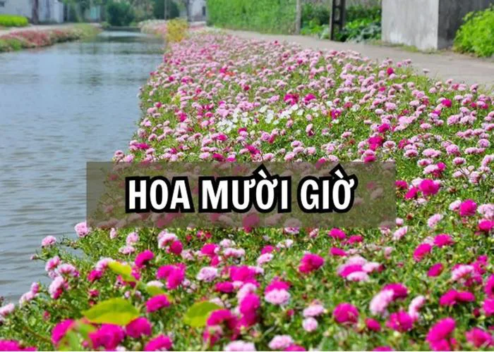 Hoa mười giờ: Nguồn gốc, đặc điểm sinh học, ý nghĩa và cách trồng