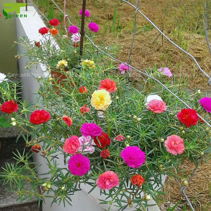 Hoa mười giờ - Phân loại, đặc điểm, công dụng và cách chăm sóc