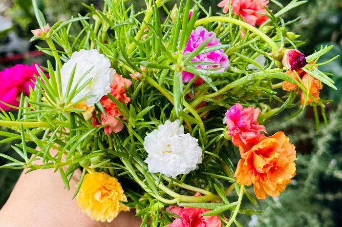 Các Giống Hoa Mười Giờ Phổ Biến Hiện Nay