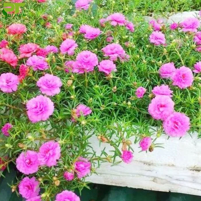 Hoa mười giờ - Phân loại, đặc điểm, công dụng và cách chăm sóc