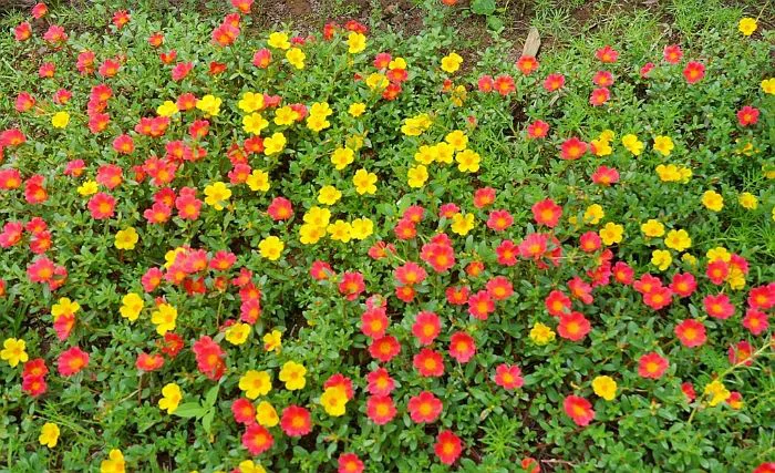 Mười Giờ Cánh Đơn Lá Nhỏ - Chậu Hoa | Sunny Garden - Hoa Cây Cảnh Shop