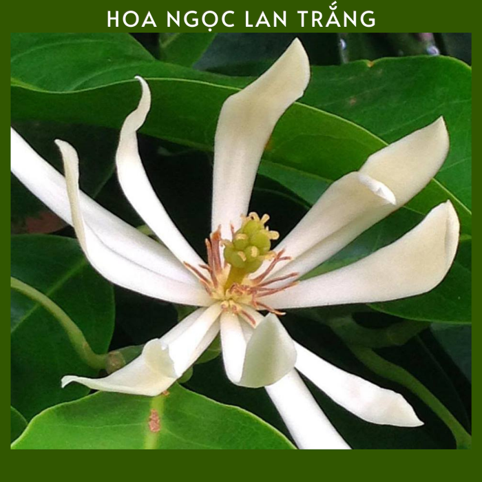 Cây Ngọc Lan Trắng - Hoàng Long Garden