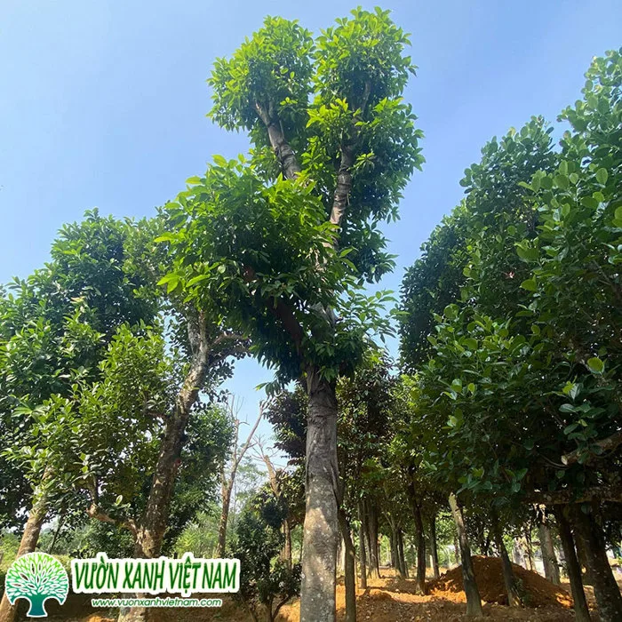 Cây ngọc lan (Hoa Ngọc Lan Trắng) cây khỏe mạnh