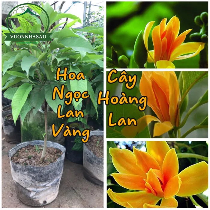 Hoa Ngọc Lan Vàng - Hoàng Lan - [ vuonnhasau.com ]