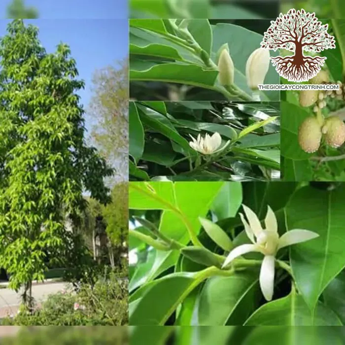 Cây Ngọc Lan Tây: Đặc Điểm, Cách Trồng, Giá Bán Giống 2025