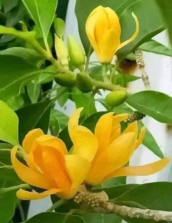 Cây Hoa Ngọc Lan : đặc điểm sinh trưởng, giá bán, cách trồng