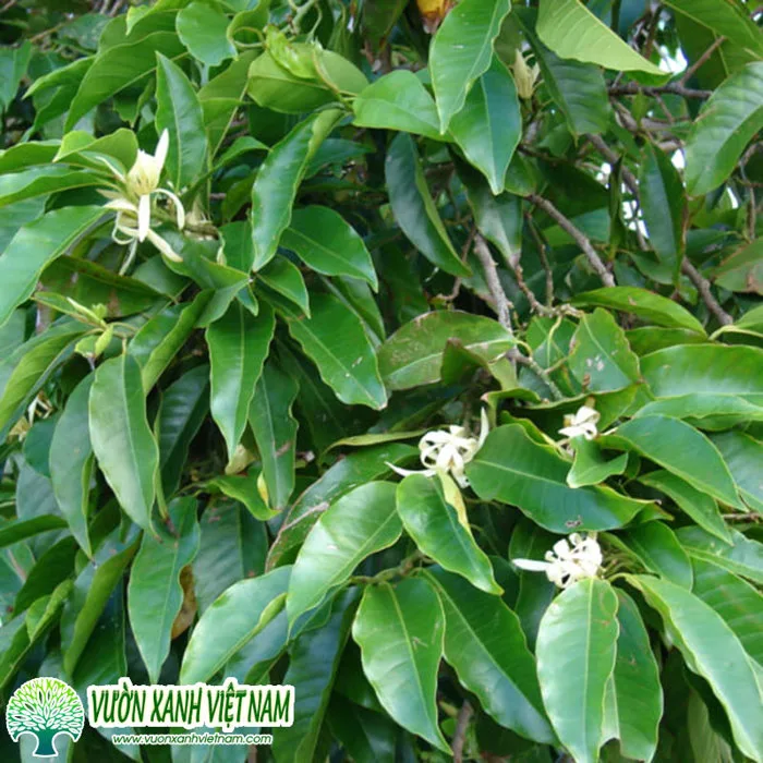 Cây ngọc lan (Hoa Ngọc Lan Trắng) cây khỏe mạnh