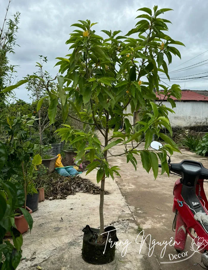 Cây hoa Ngọc Lan Trắng - Hoa Vàng thơm ngát