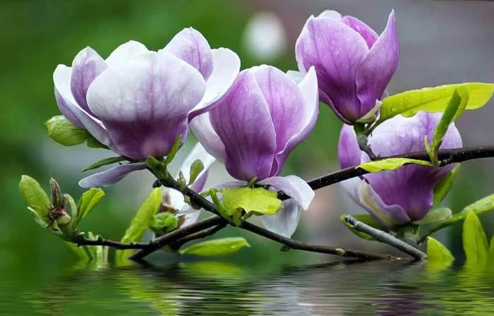 Hoa Ngọc Lan - bật mí những điều bí ẩn về loài hoa có sức sống bền bỉ | Hoa  tươi Nguyệt Hỷ