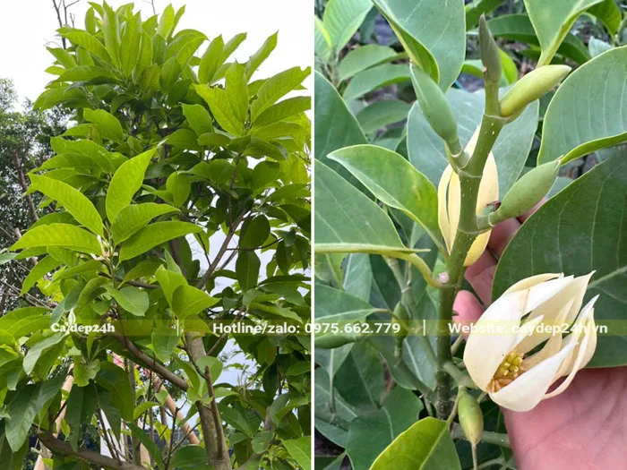 Cách làm cho cây Ngọc Lan ra hoa đẹp, đúng thời điểm