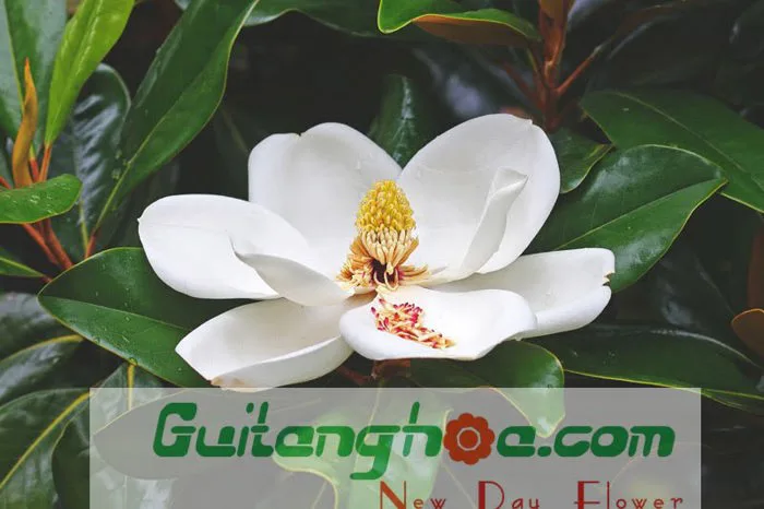 Hoa Ngọc Lan: Ý nghĩa Đặc Điểm - Cách Chăm Sóc Hoa Ngọc Lan