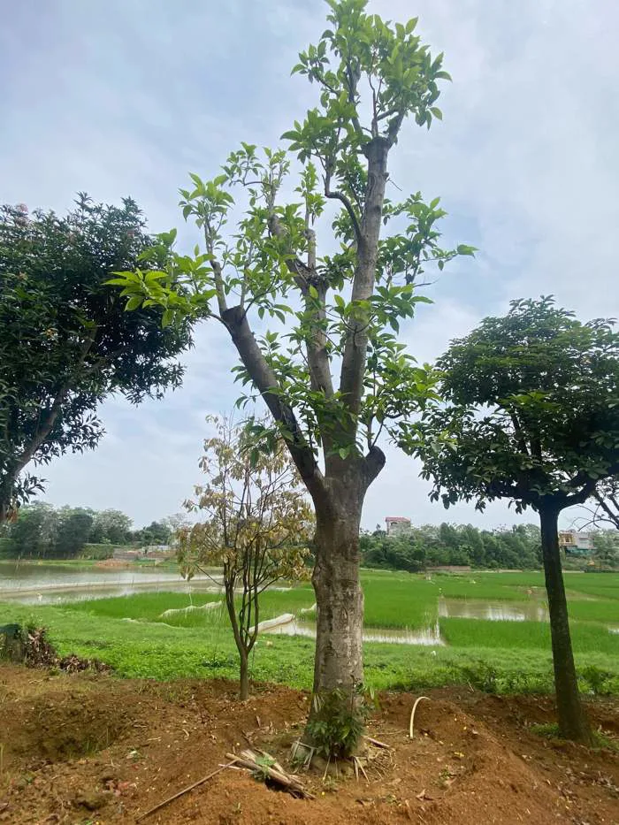 Cây hoa ngọc lan: đặc điểm, kỹ thuật trồng và chăm sóc