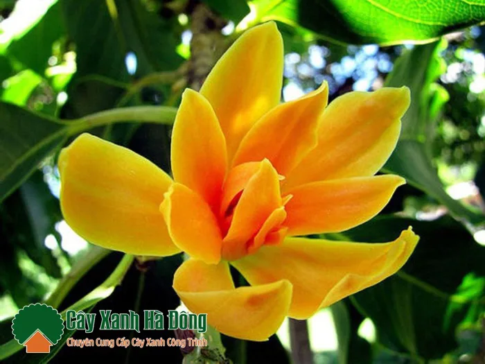 Bán cây Hoa Ngọc Lan công trình - Mua cây hoa Ngọc Lan - Cây Xanh Hà Đông