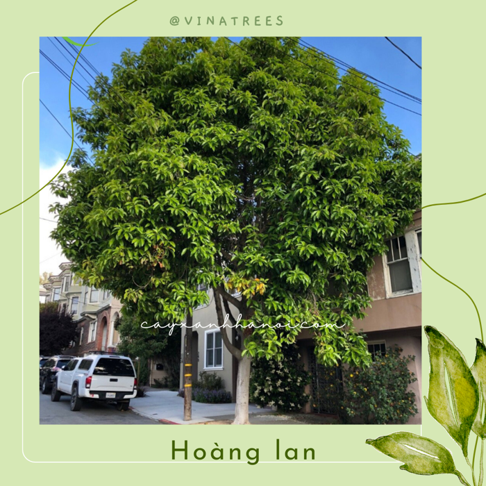 Hoa Ngọc Lan - Hoàng Lan