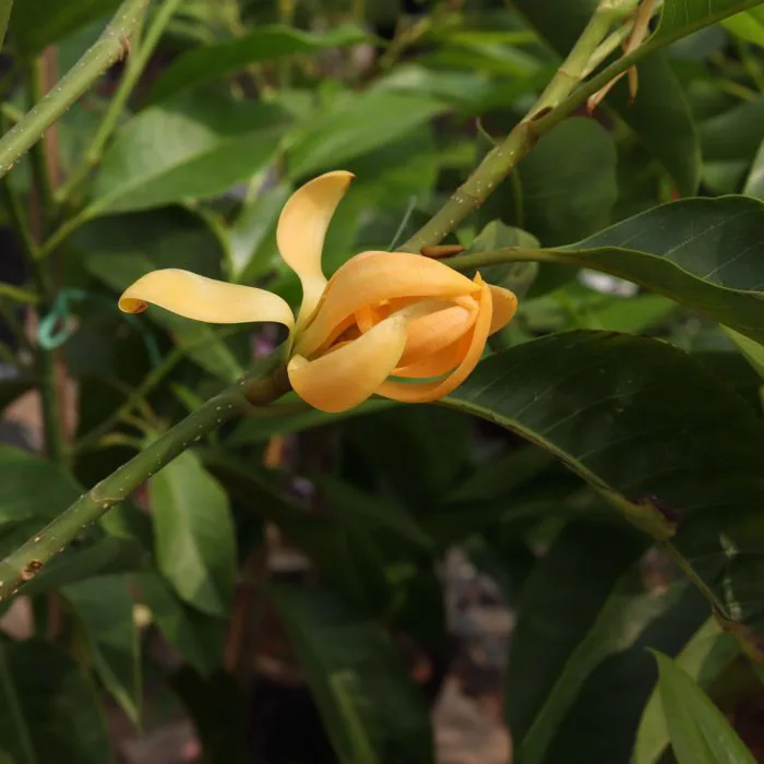 Cây hoa ngọc lan vàng - Cây Cảnh Hải Đăng