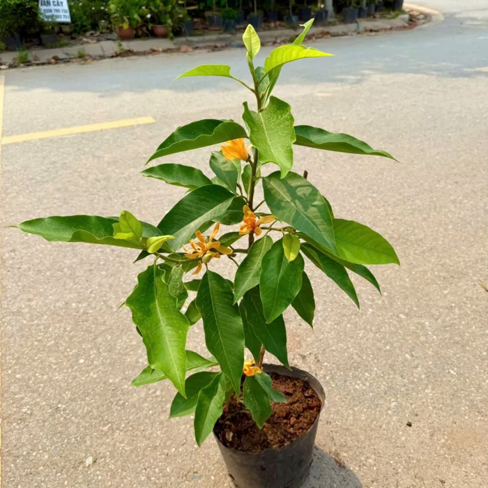 Cây ngọc lan hoa vàng, hoa trắng cao 1m đang hoa.. | Shopee Việt Nam