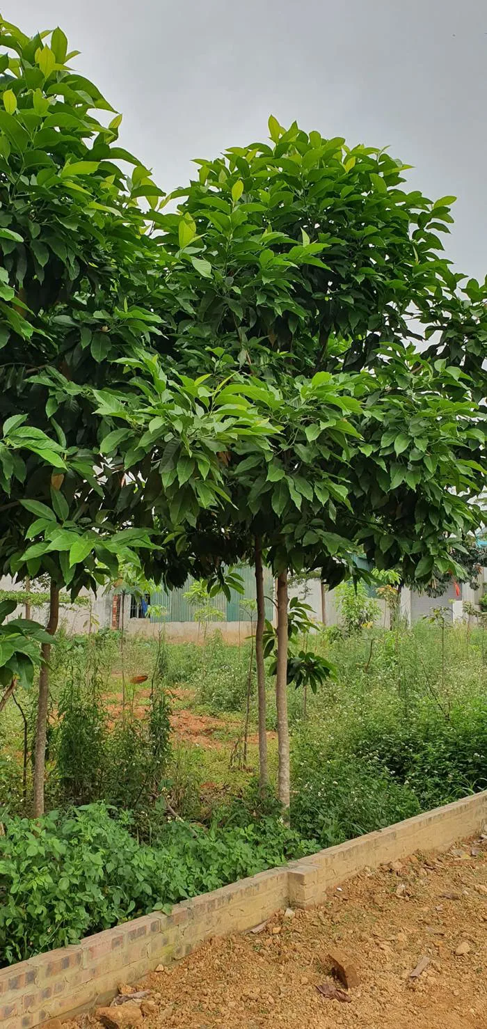 Cây Hoa Ngọc Lan