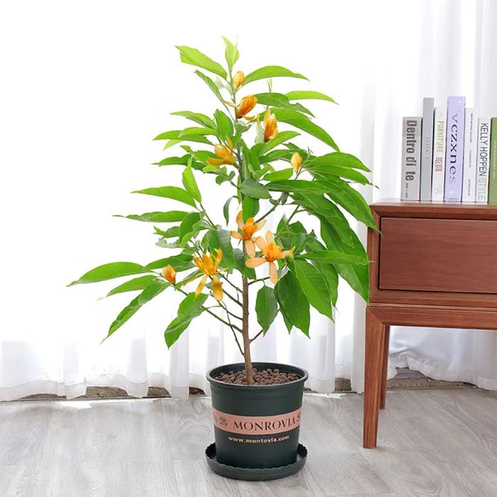 Hoa ngọc lan | Cây cảnh NTT