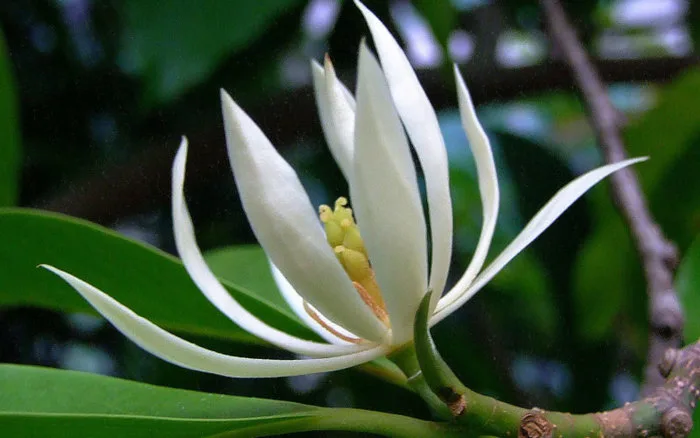 Hoa Ngọc Lan (White Chempaka) - Genesis School