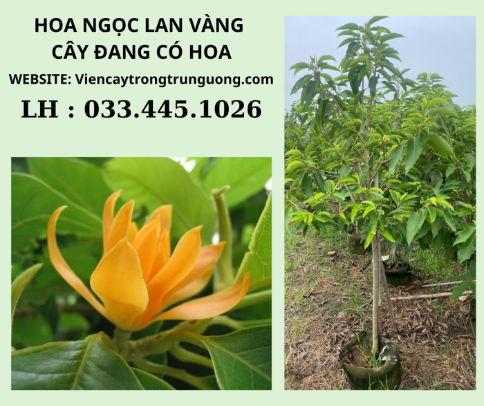 CÂY HOA NGỌC LAN VÀNG - CÂY ĐANG CÓ HOA