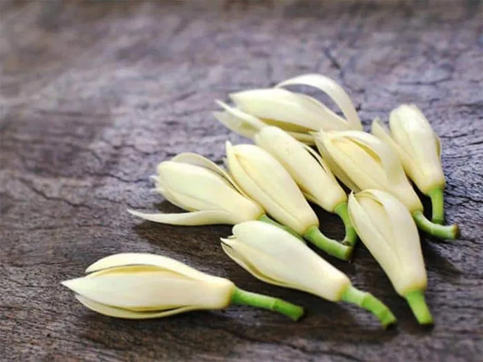Bài Thuốc Chữa Vô Sinh Bằng Hoa Ngọc Lan - Điều Cần Biết