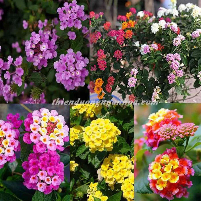 Hoa ngũ sắc nhiều màu, bán hoa ngũ sắc Hà nội