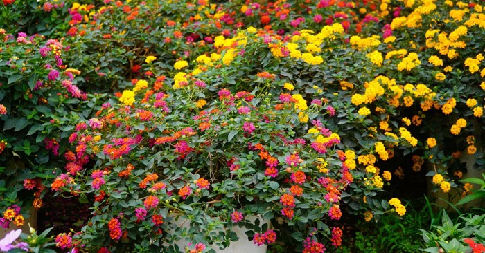 bầu hoa ngũ sắc (hoa trâm ổi) trồng cảnh, trồng viền, trồng thảm, trồng  công trình - Công Ty TNHH Trúc Vũ Farm