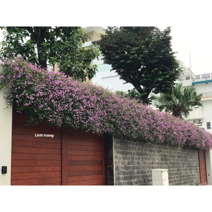 Ngũ sắc tím