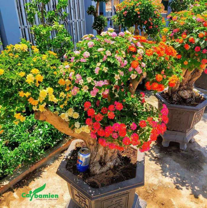 Địa chỉ mua Cây Hoa Ngũ Sắc dáng đẹp, giá tốt nhất hiện nay