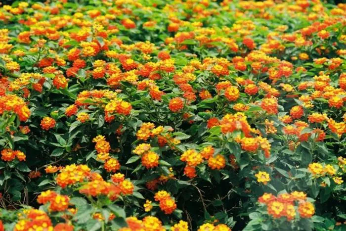 Tìm hiểu hoa ngũ sắc: Vẻ đẹp mộc mạc gắn liền với ký ức và giá