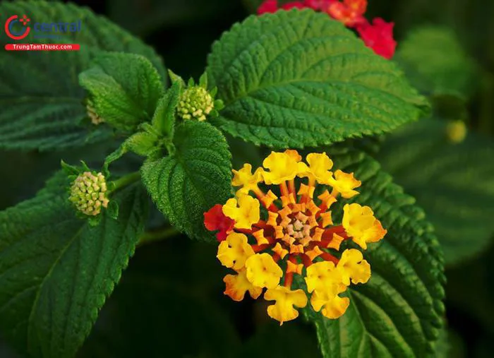 Cây Hoa ngũ sắc (Bông ổi, Trâm ổi, Tứ quý - Lantana camara) - Hạ sốt, cầm  máu