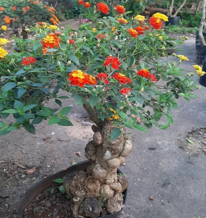 Cây hoa ngũ sắc - CẢNH QUAN TRỊNH THẬP