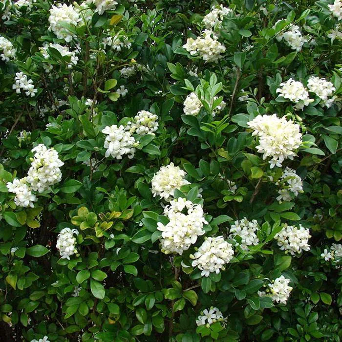 Khám Phá Loại Cây Cảnh Được Mệnh Danh 