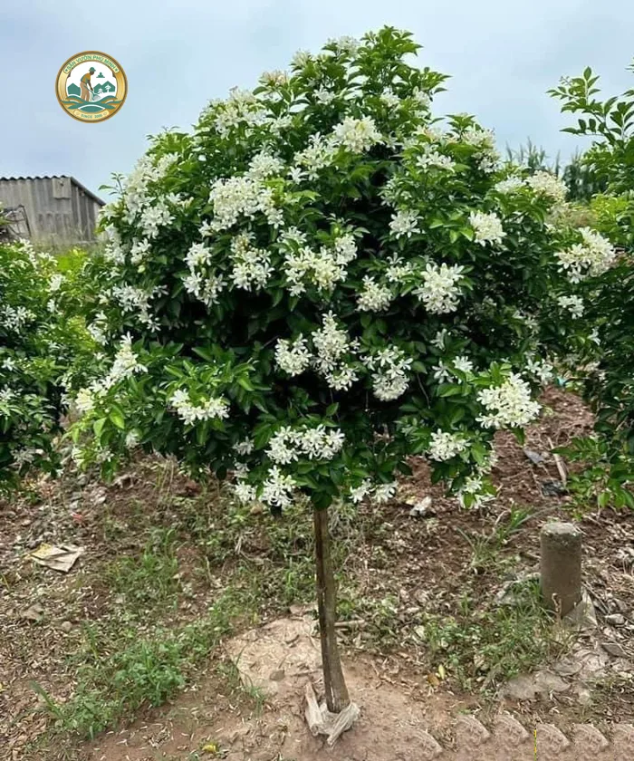 Bán Các Loại Cây Nguyệt Quế Công trình tại Hà Nội by Phú Minh