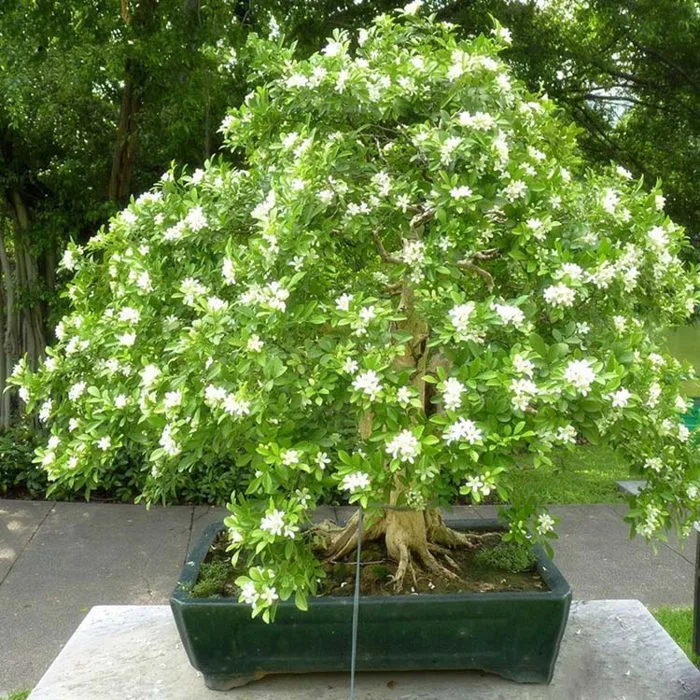 Cây nguyệt quế (1-1m5)