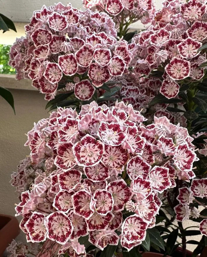 Hoa Nguyệt Quế Núi: 