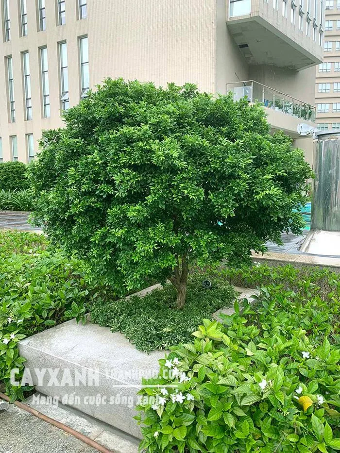 Cây nguyệt quế - cây bụi trồng sân vườn đẹp cả sắc lẫn hương – CÔNG TY CP  CÂY XANH ĐÔ THỊ ĐẠI PHÚC