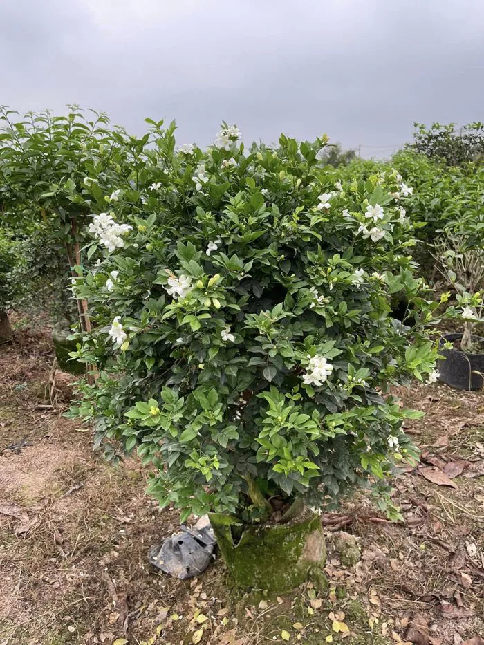 cây nguyệt quế - cây công trình - cây xanh lâm đồng