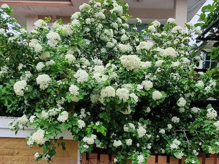 Cây nguyệt quế hoa chùm 422