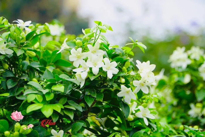Cây Hoa Nguyệt Quế - Vẻ Đẹp Và Sức Hút Không Thể Cưỡng Lại
