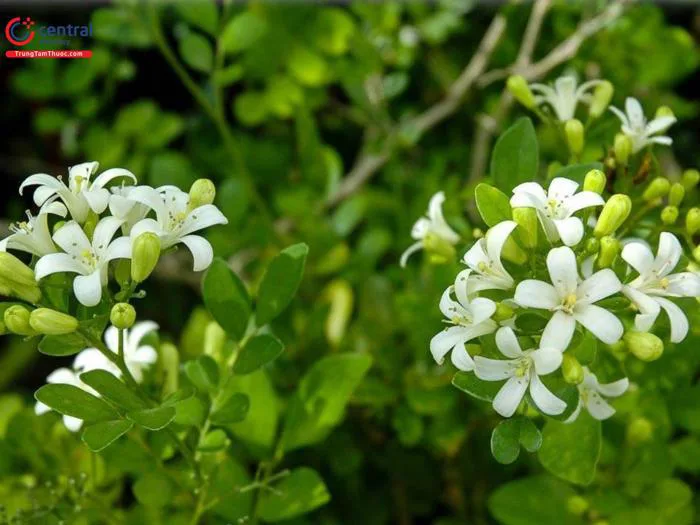 Cây Nguyệt quới (Nguyệt quế - Murraya paniculata) - Cây cảnh đẹp, dược liệu  giảm đau