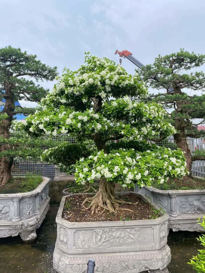 Cây Nguyệt Quế giá tốt tphcm | Hoa Kiểng Phúc Lộc