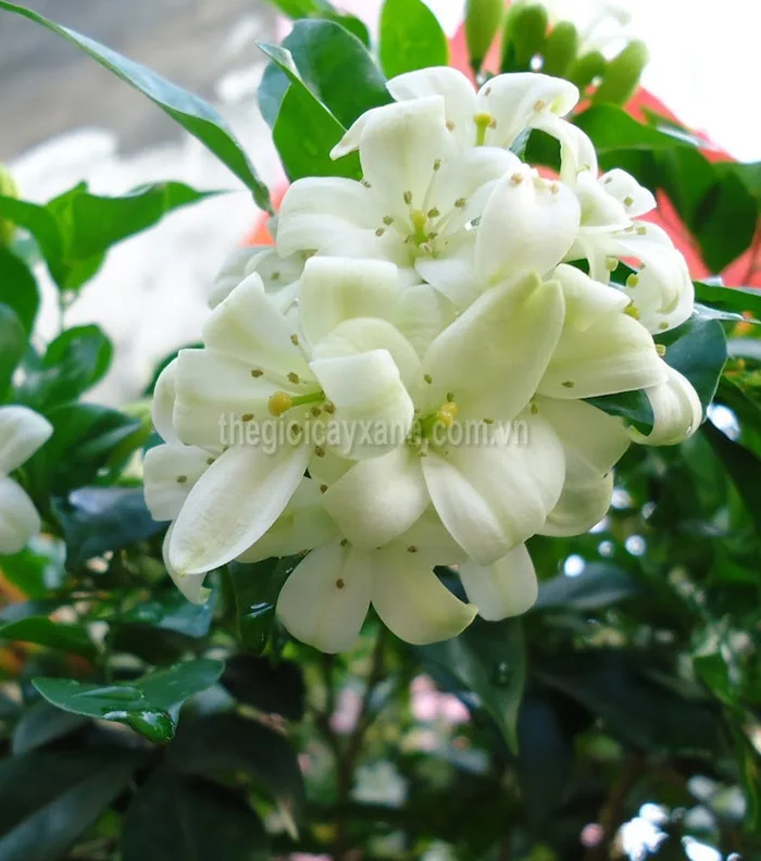 Chuyên Cung Cấp & Trồng Cây Hoa Nguyệt Quế uy tín giá rẻ tại Tp.HCM