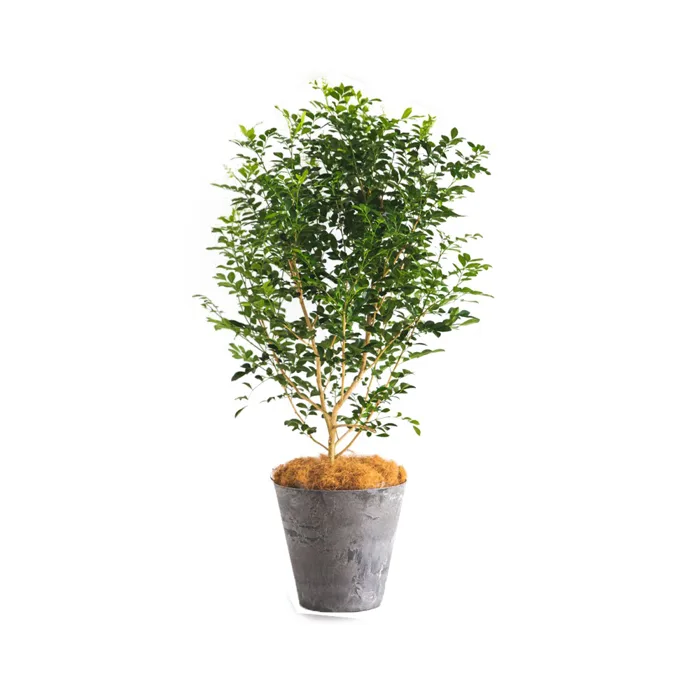 Hoa nguyệt quế (nguyệt quới) | Cây cảnh NTT