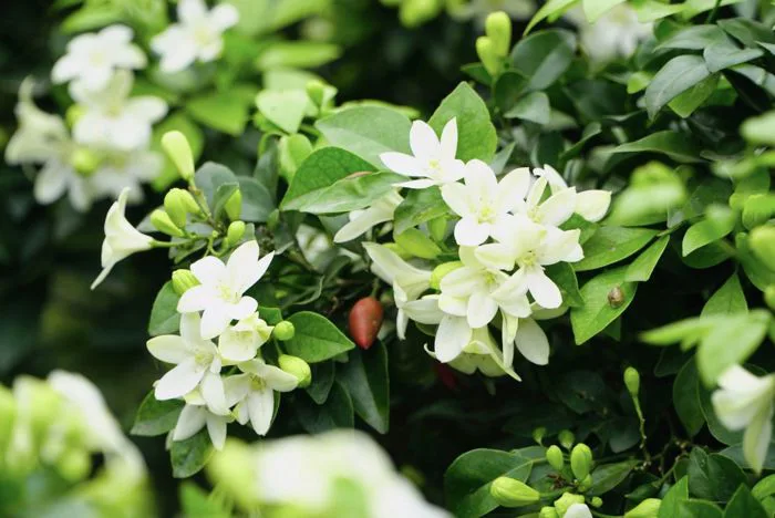 Cây Hoa Nguyệt Quế - Vẻ Đẹp Và Sức Hút Không Thể Cưỡng Lại