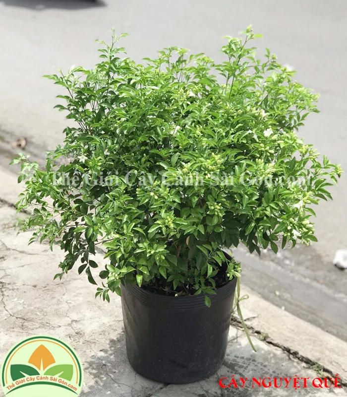 Cây nguyệt quế - Thế Giới Cây Cảnh Sài Gòn