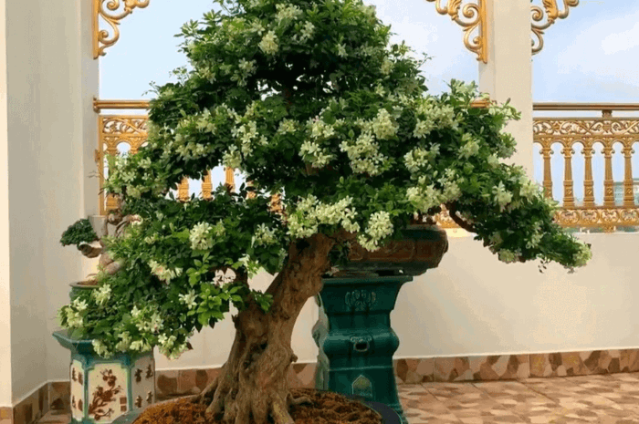 Hoa Nguyệt Quế Có Tác Dụng Gì Đến Sức Khoẻ Con Người - Quế Rừng Xanh - Dược  Liệu Quý Việt Nam