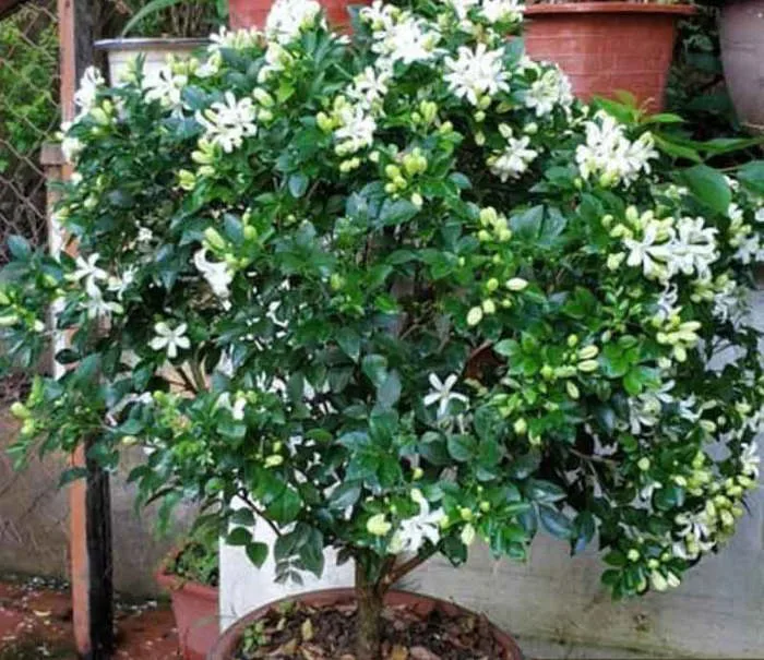 Cây nguyệt quế - Cây Cảnh Tam Kỳ - Phương Đông Garden