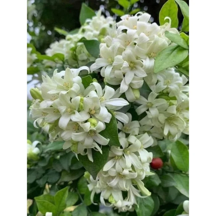 hoa nguyệt quế trắng thái siêu hoa , hoa to, thơm phức - Công Ty TNHH Trúc  Vũ Farm