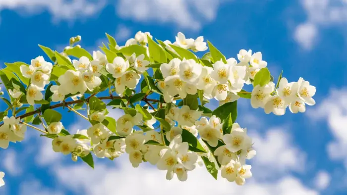 Hoa nhài phong thủy – Hương thơm mang điềm lành? -
